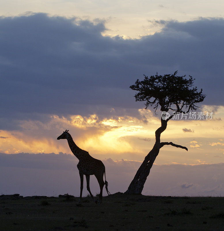 非洲日落长颈鹿剪影