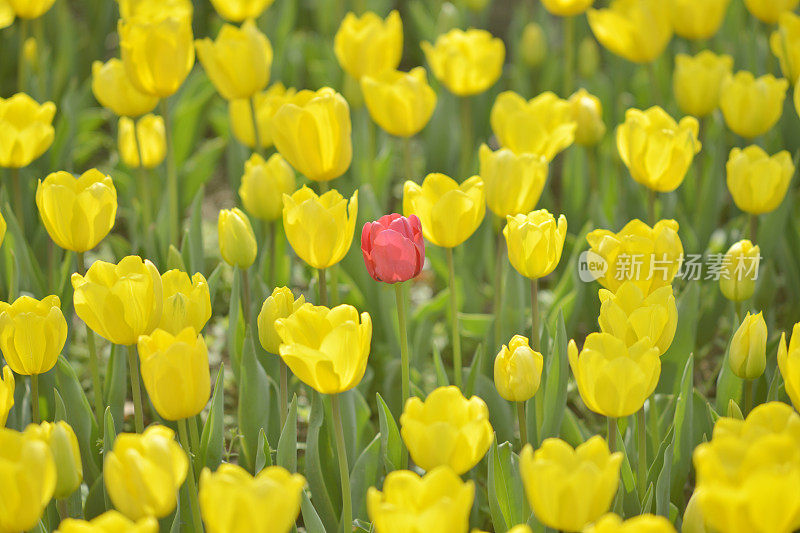 单瓣红色郁金香在黄色的田野