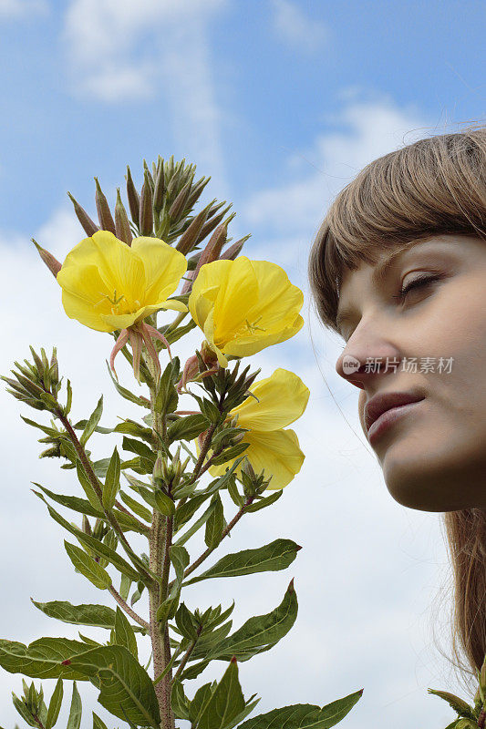 拉脱维亚的花童，开黄色的月见草