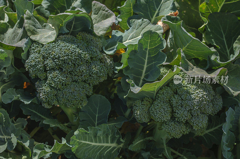 田间花椰菜簇的特写