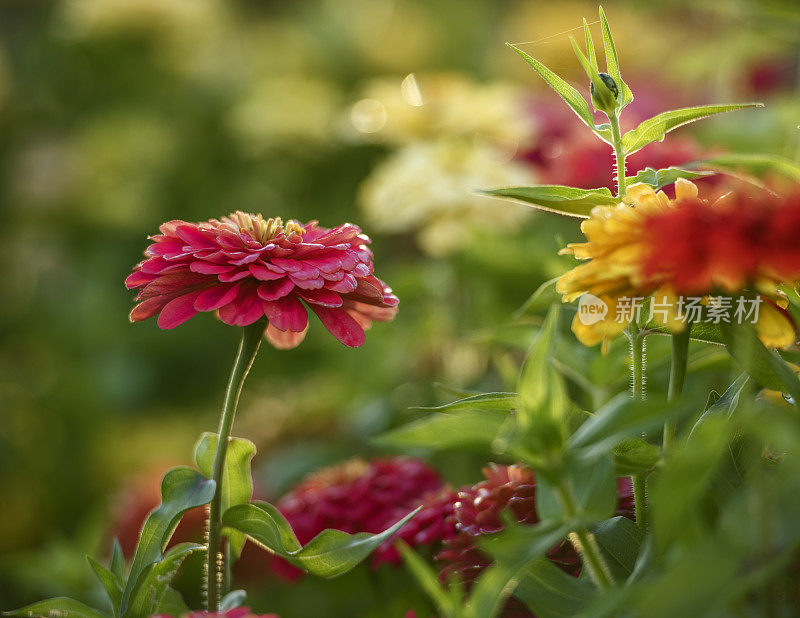 美丽的Zinnia花