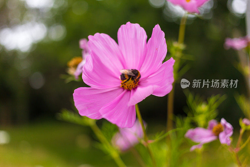 大黄蜂在花上