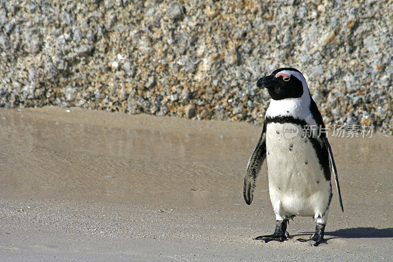 南非开普敦大石头海滩上的非洲企鹅