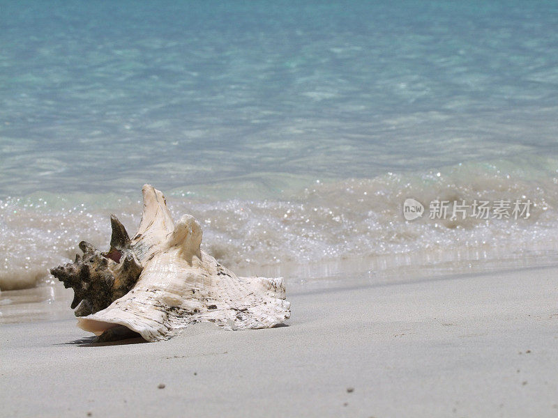 海滩上的大贝壳