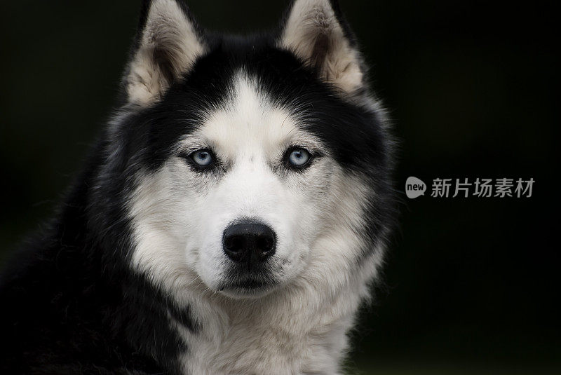 西伯利亚雪橇犬