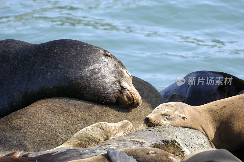 野生海狮宝宝在其他海豹上休息