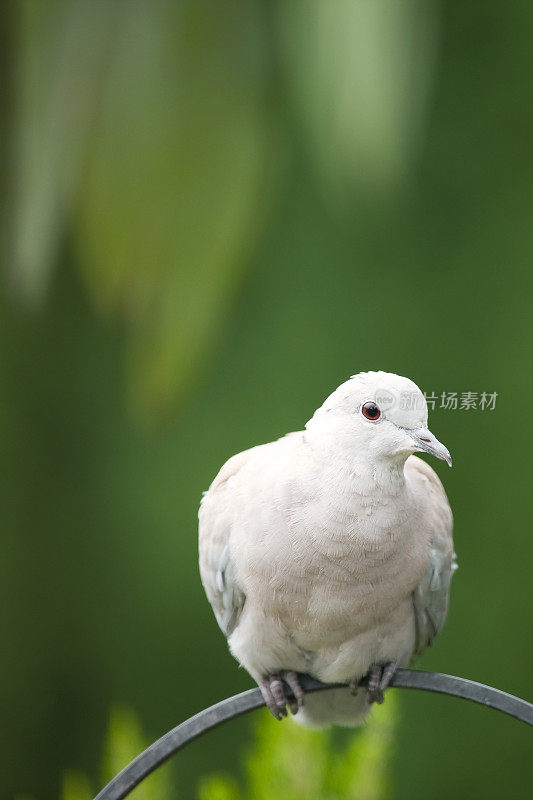 局部链球菌(decaocto链球菌)