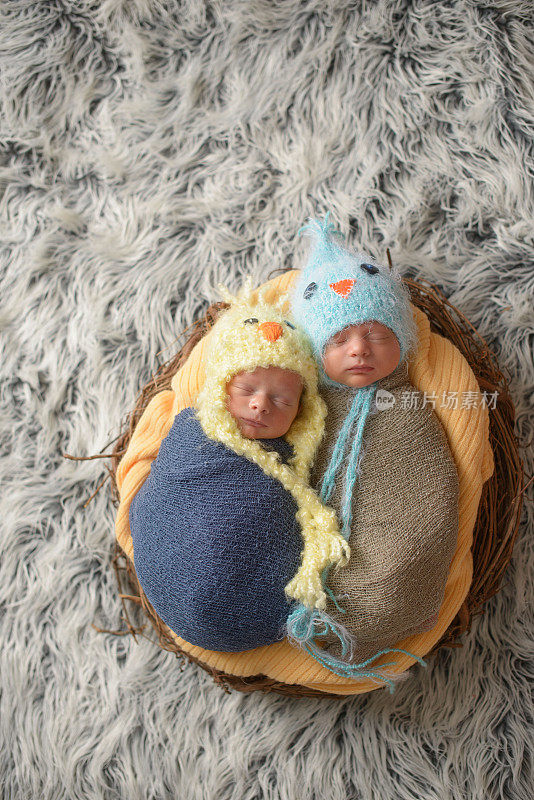 刚出生的双胞胎在巢中睡觉