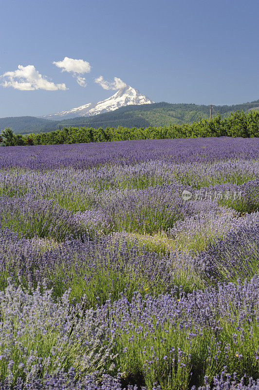 薰衣草田和胡德山