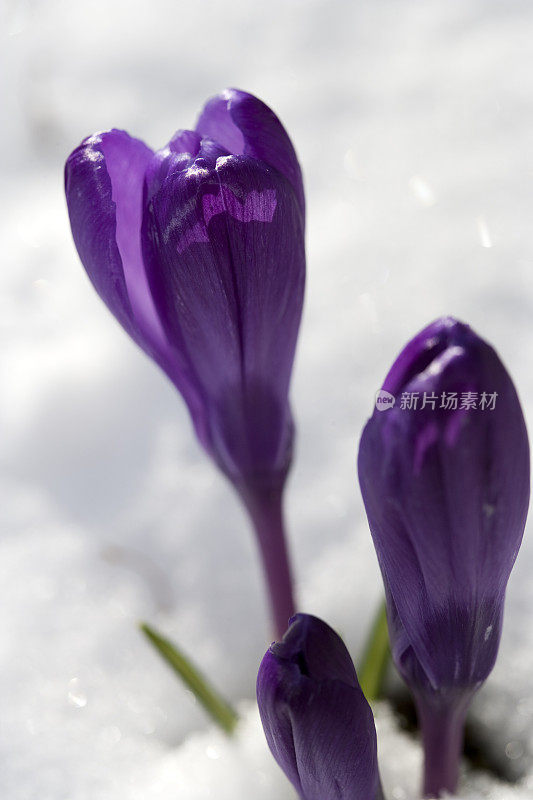 下雪天的紫番红花