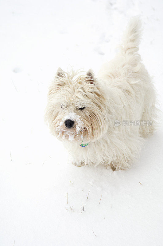 雪中的Westie