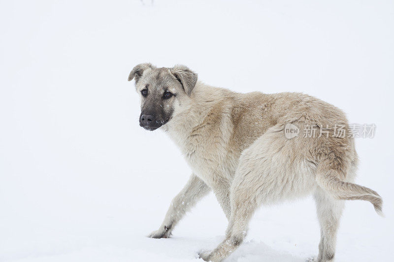 袋鼠狗冬天在雪地上散步