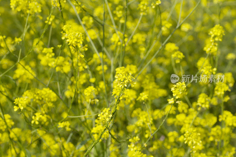 黑芥末(黑芸苔)