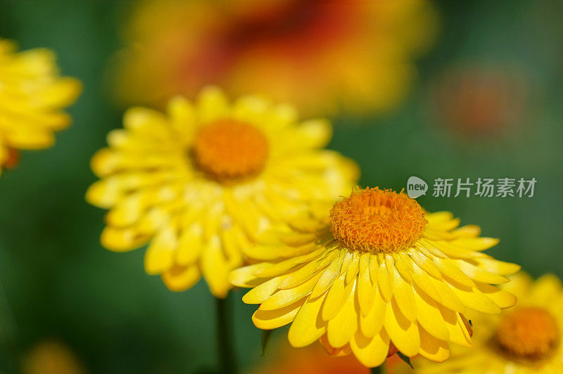 黄花植物野外特写