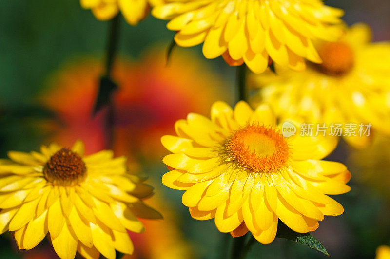 黄花植物野外特写