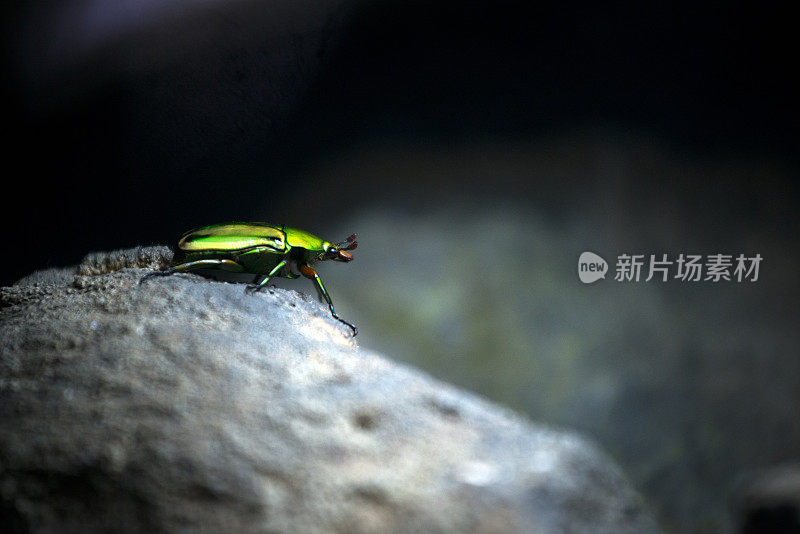 金龟子科的花甲虫