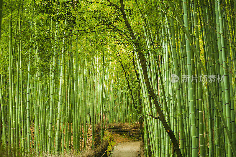 日本岚山竹沟林