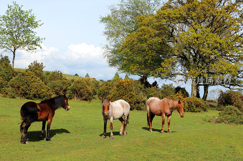 新森林景观图像与三匹小马在前景