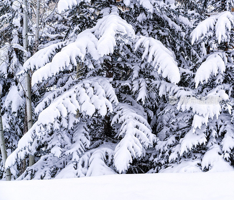 新雪树