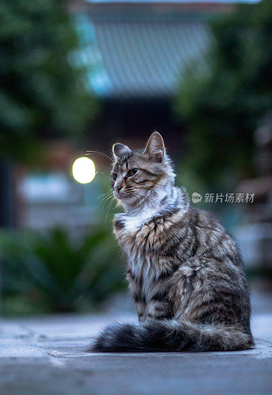 一只猫坐在中国的花园里