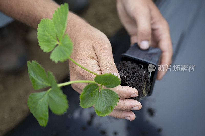 准备种植草莓