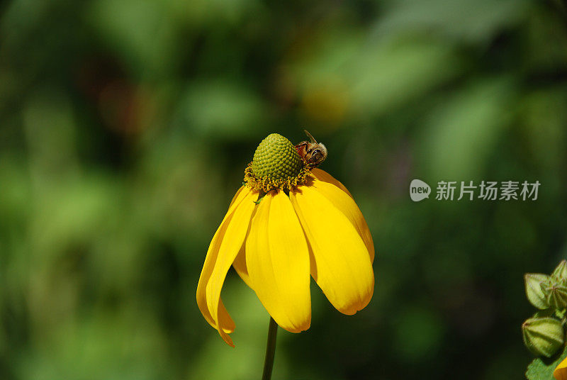 花上蜜蜂特写