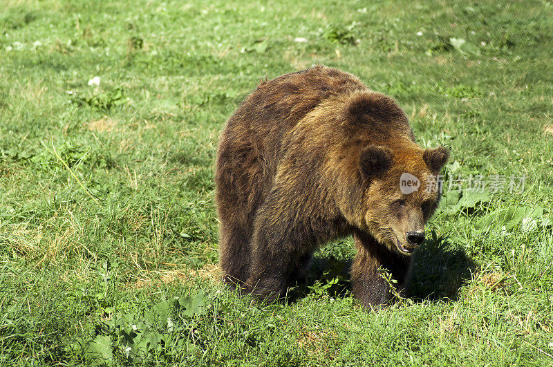 喀尔巴阡棕熊