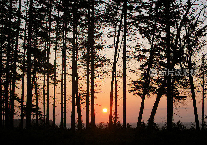 日落被海滩树木包围