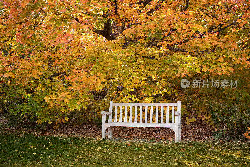 秋天的木凳
