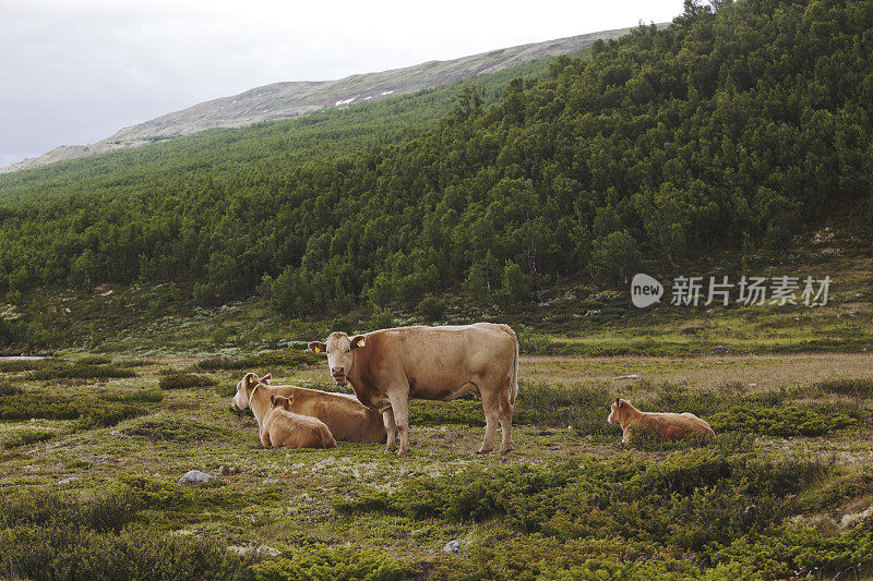 山里的牛。