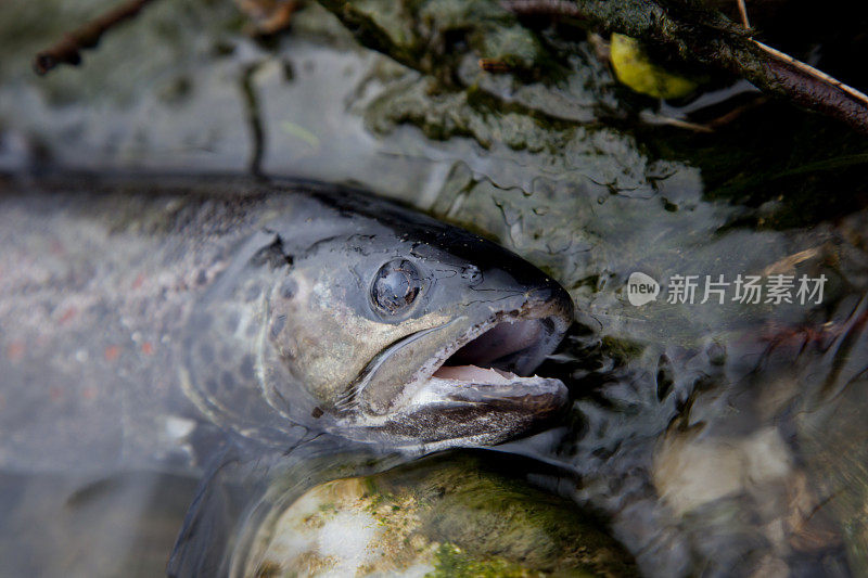 被污染的河流中的死鱼