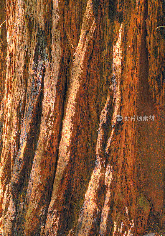 红木树干-细节或背景图案