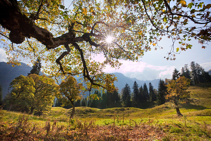 老枫树在hinterseiner山谷allg&#228;u, Bavaria