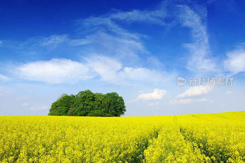 风景――油菜地，蓝天白云