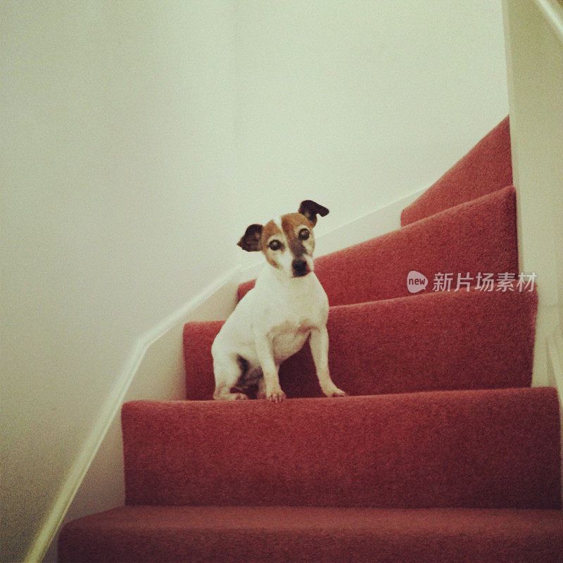 杰克罗素的狗在楼梯上