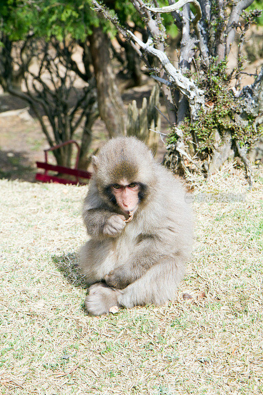 日本京都猴子