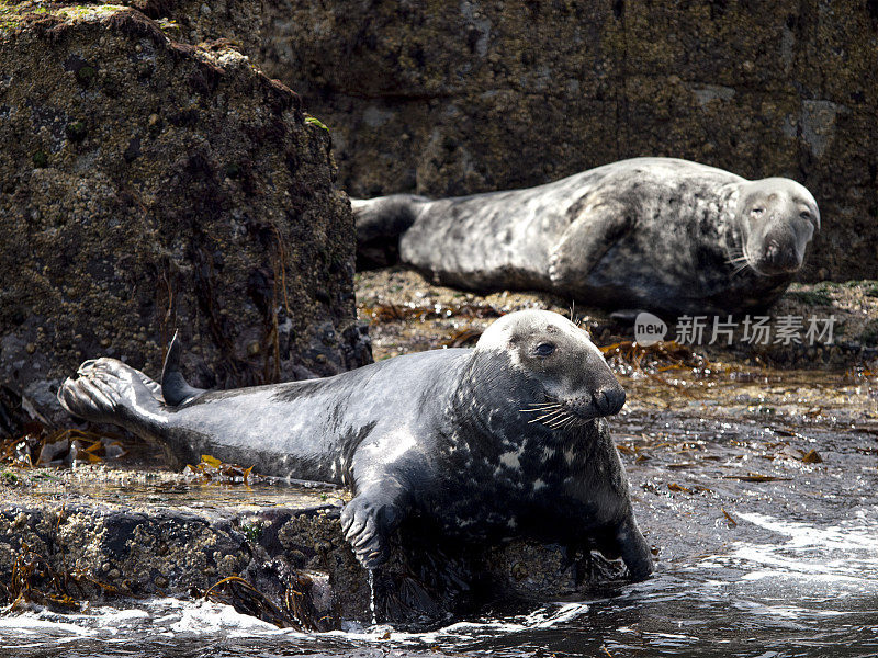 灰海豹在诺森伯兰法恩群岛的岩石上