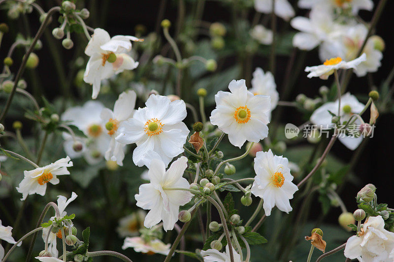 白色的日本银莲花的图像(银莲花杂交花“Elegans”)，阴凉的花园