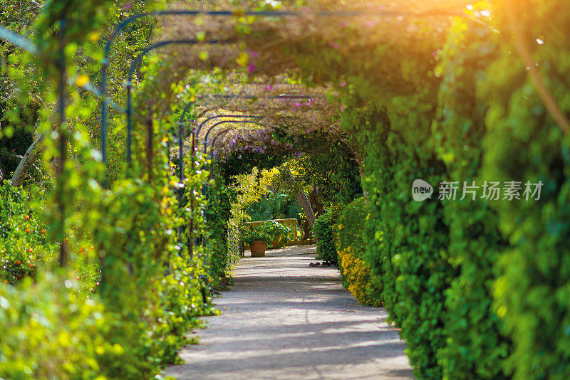 夏季阳光下有植物的绿色通道或隧道