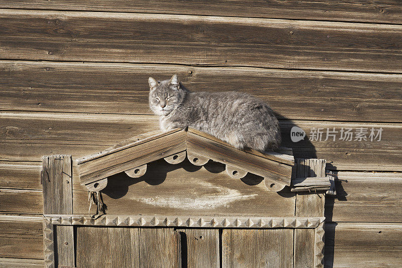 大猫在老木屋的窗户上