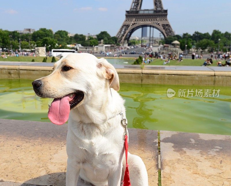 巴黎的拉布拉多犬