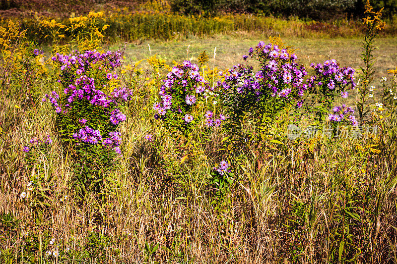 紫色和黄色的野花，晚夏景观