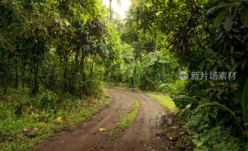 风景优美的空土路在热带夏威夷雨林大岛
