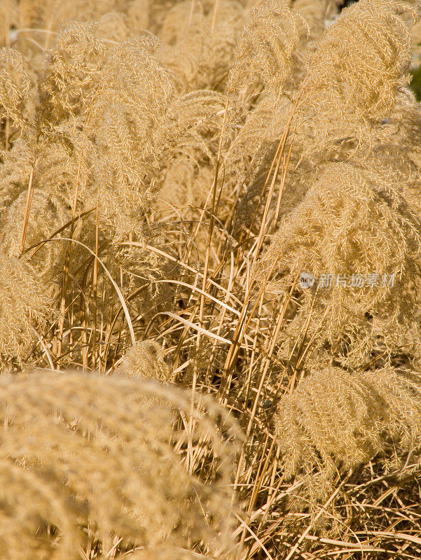 羽毛草的田野