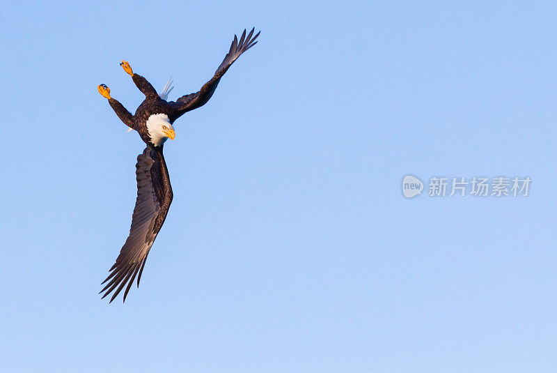 秃鹰飞