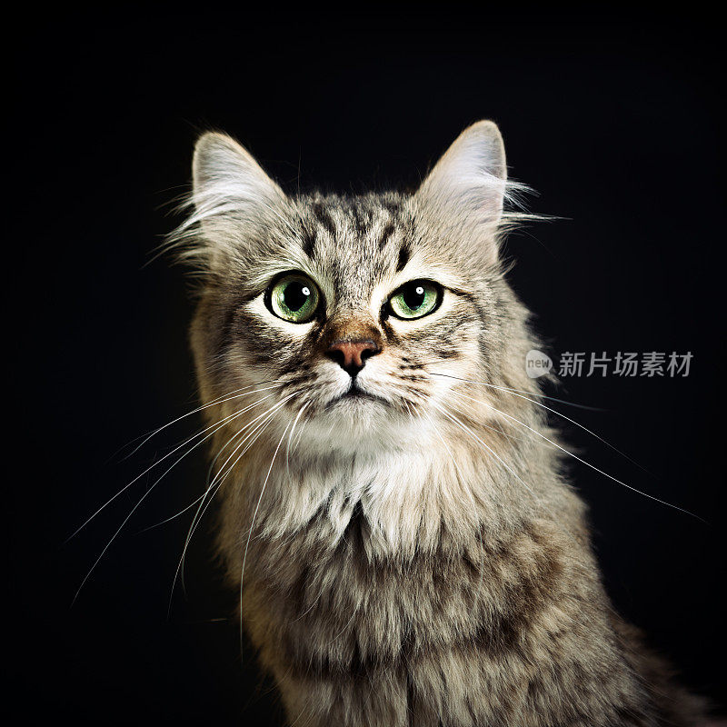 可疑的猫肖像