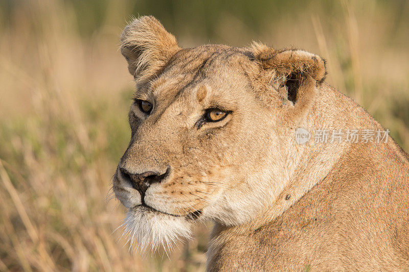 肯尼亚马赛马拉的母狮