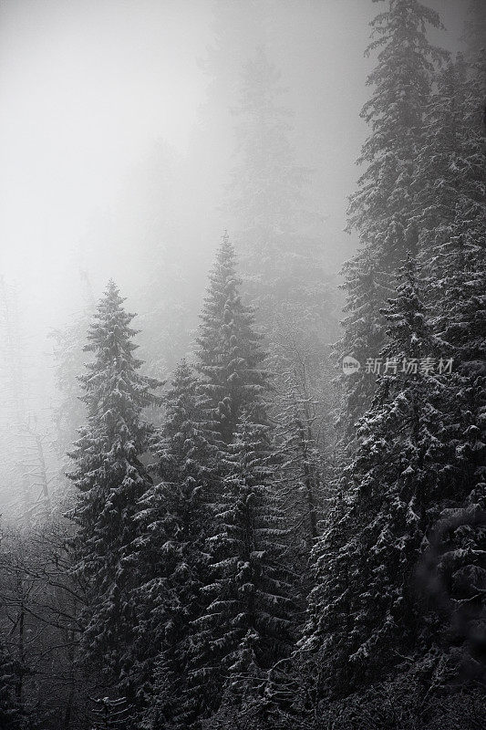 山上有森林，有雪，有雾