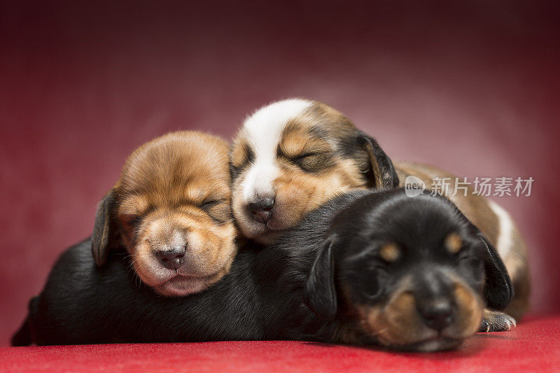 三只小狗睡在一起