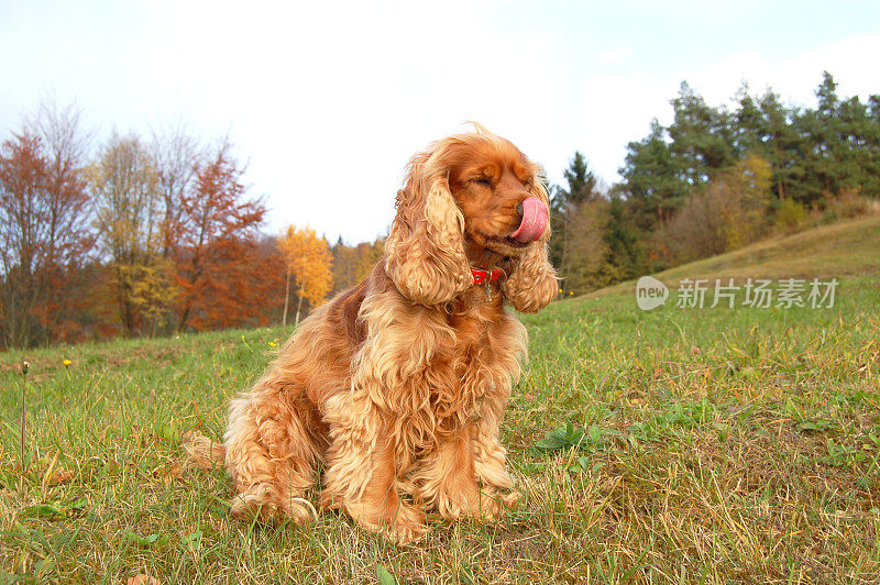 可卡犬